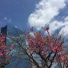 大阪城桃園　桃の花の見頃 2017