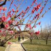 大阪城桃園　桃の花の見頃 2013