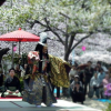 【桜まつりお茶会】中大江公園