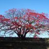 大阪城公園　紅葉見頃