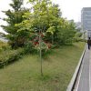 大阪市役所の屋上緑化施設を一般公開 2016