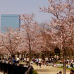 大阪城梅林 桜の花の見頃