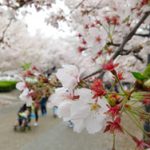 大阪城梅林 桜の花の見頃