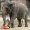 天王寺動物園で冬至の日にゾウの「ラニー博子」にかぼちゃをプレゼント