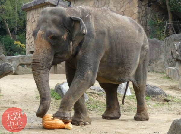 天王寺動物園で冬至の日にゾウの「ラニー博子」にかぼちゃをプレゼント