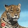 天王寺動物園 ジャガーのジャガオさんお誕生日イベント