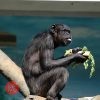 天王寺動物園 チンパンジーに｢特製恵方巻き｣をプレゼント
