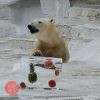 天王寺動物園 ホッキョクグマの「イッちゃん」に氷柱をプレゼント