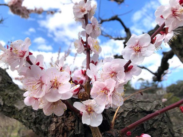 大阪城 梅林 大阪城 梅林