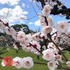 大阪城梅林 梅の花の見頃 2020