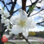 大阪城桃園 桃の花の見頃