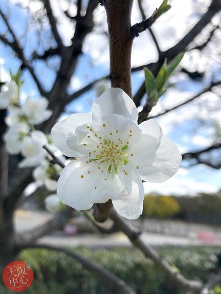 大阪城桃園 桃の花の見頃 2019