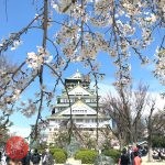 大阪城公園 桜 2019 - Osaka Castle Park, cherry blossom 2019