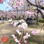 大阪城公園・桜