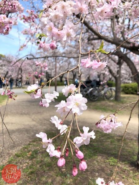大阪城公園 桜の見頃 2022