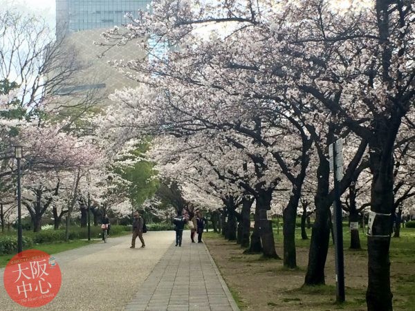 大阪城公園 桜の見頃 2021