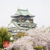 大阪城公園 桜の見頃 2024