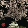 大阪城 西の丸庭園 観桜ナイター2023