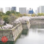 大阪城公園・桜