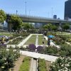 2025 春のローズツアー（中之島公園バラ園）