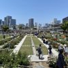 秋のローズツアー 中之島公園バラ園