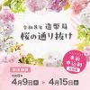 令和8年 造幣局 桜の通り抜け