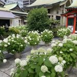 坐摩神社 紫陽花の見頃（2026）