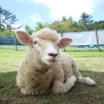 パーク花火in久宝公園2026＋ワクワクふれあい動物＋お楽しみ屋台