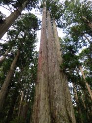 高野山奥の院参道巨杉群