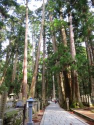 高野山奥の院参道巨杉群