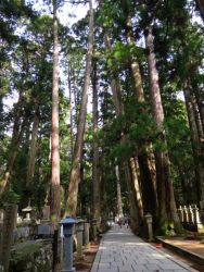 高野山奥の院参道巨杉群