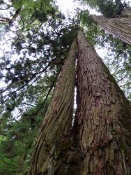 奥の院 - 豊臣家墓所