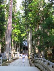 高野山奥の院参道巨杉群