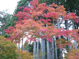 高野山街道沿い紅葉